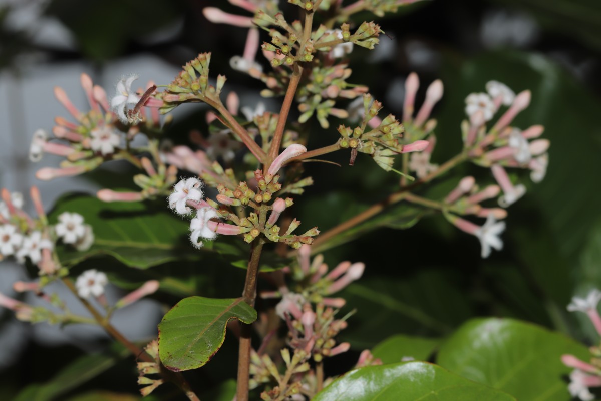 Cinchona officinalis L.